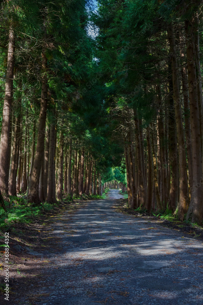 Obraz premium The road in the forest on the island of Terceira in Portuguese archipelago of the Azores.