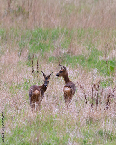 Two wild Roe deer