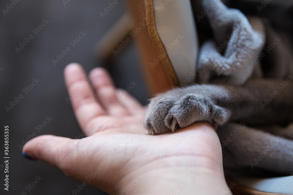Сat's paw in man's hand. Female hand and paw of a cat. The gray paw of a Russian blue cat. Fluffy paw.