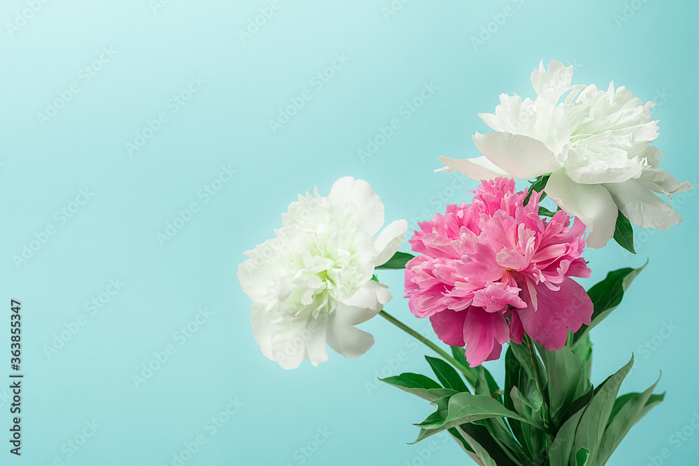 Two white and one pink peonies on a blue background