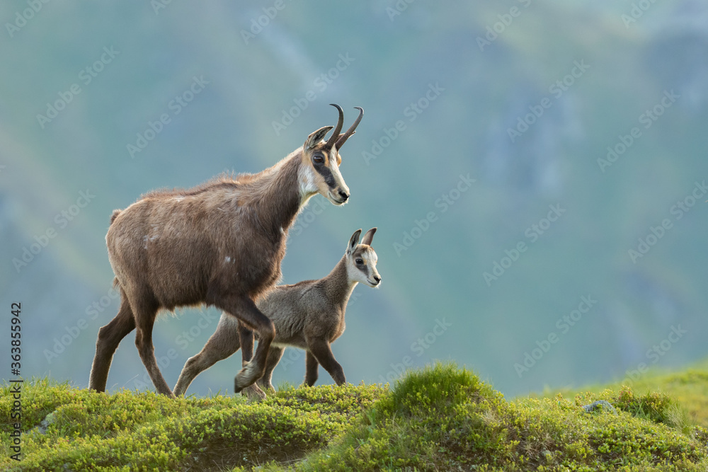 Chamois mom with baby walking on the mountain meadow, Rupicapra rupicapra, Slovakia