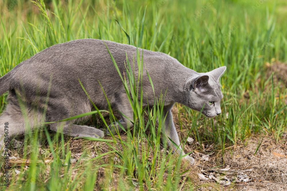 Fototapeta premium A beautiful gray cat went hunting. Green grass, sunny day, wary cat. Green background, brown land. Kitten is looking for birds.Forest background with sand and grass.