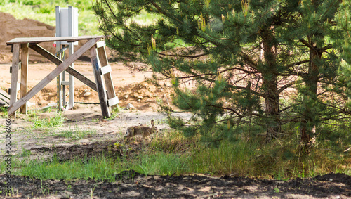 A wild forest little hare came to people for food. The problem of environmental pollution by people. Building houses and deforestation. Animals suffer from the settlement of the planet.