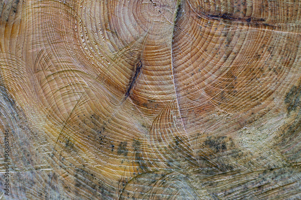 Fototapeta premium Cross section of a cut tree trunk with natural wood texture
