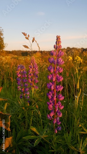 Lupin in the golden light at sunset in a field close-up. Field grasses all around. Golden hour.