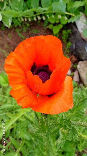 Blooming scarlet poppy flower in the garden close-up