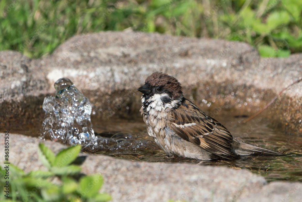 Fototapeta premium Side view of wet cute bathing european tree sparrow facing left