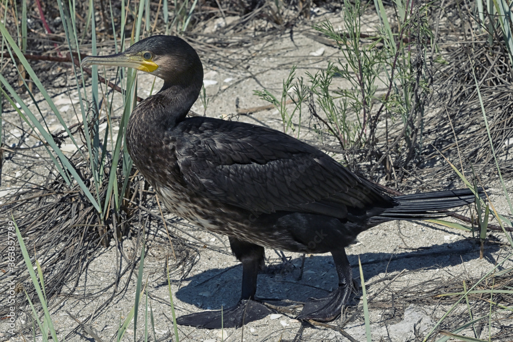 Obraz premium Great Cormorant Phalacrocorax Carbo
