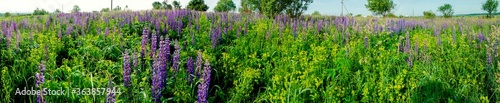 Bouquet of lupine summer flower background. Lupine fields with pink  purple and blue flowers. Beautiful wildlife  sunny summer. Panorama of blue flowers