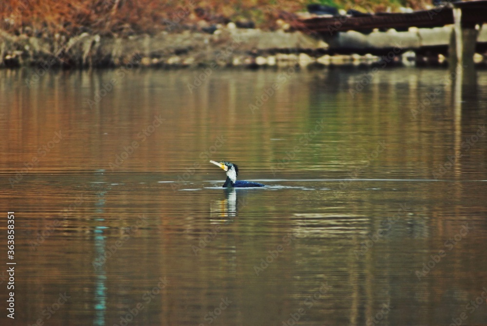 flying cormorant over the lake. Phalacrocorax lucidus in freedom 