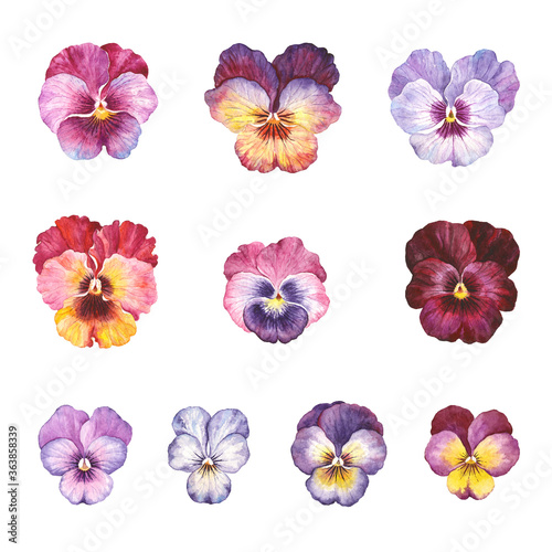 Pansy flowers  colorful watercolor set. Isolated floral illustration for your design.