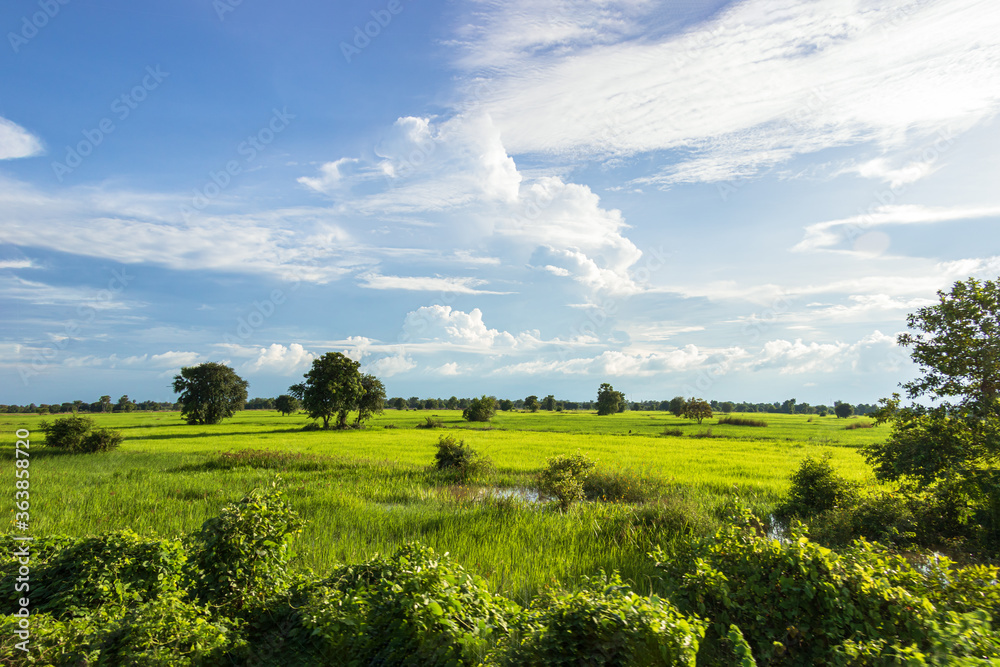 Obraz premium Cambodia Kambodscha Natur Raw