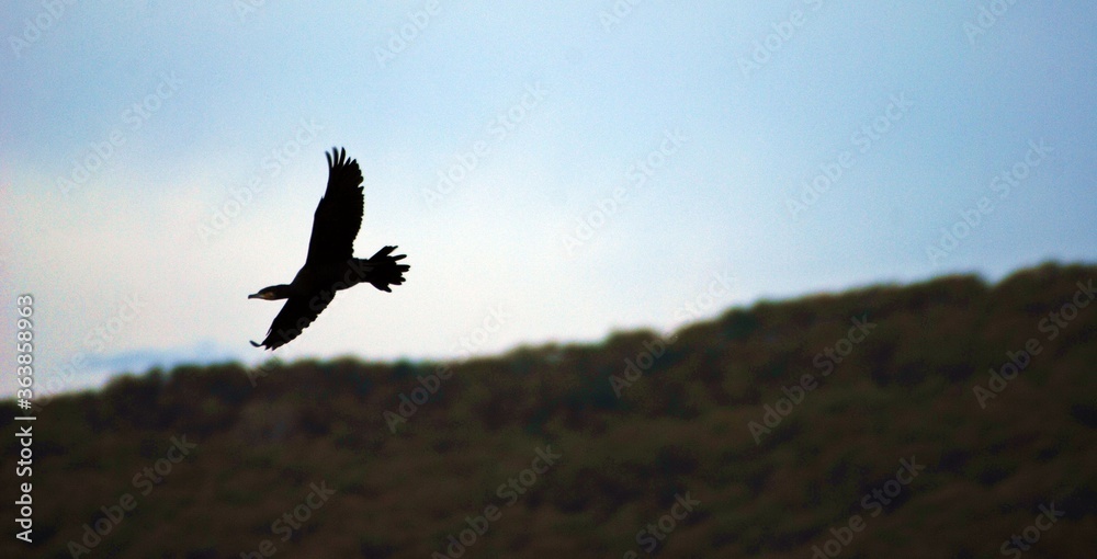 Fototapeta premium flying cormorant over the lake. Phalacrocorax lucidus in freedom 