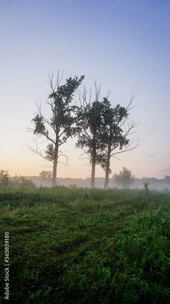 Obraz premium tree in the mist
