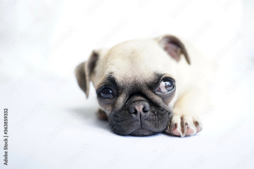 Cute fawn colored pug puppy laying on white floor looking sidewards. The pug is a breed of dog with physically distinctive features of a wrinkly, short-muzzled face, and curled tail.
