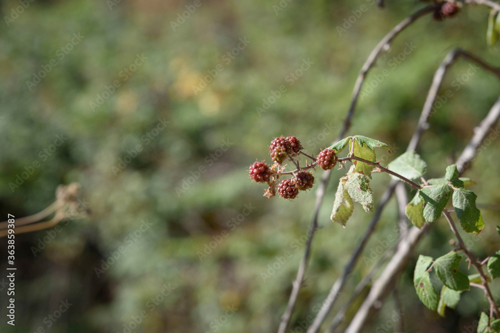 Blackberry with red fruits on its branch in nature. Wild fruits. Blackberry with red fruits on its branch in nature. Wild fruits.