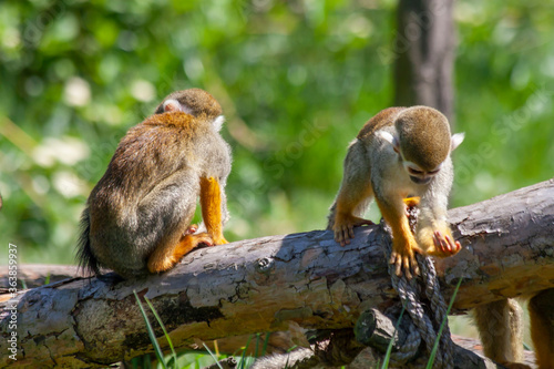 
two little wild monkeys on a fallen tree and green blurry background in the jungle