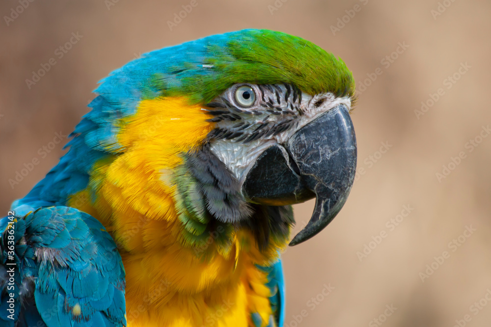 blue and yellow and green macaw ara