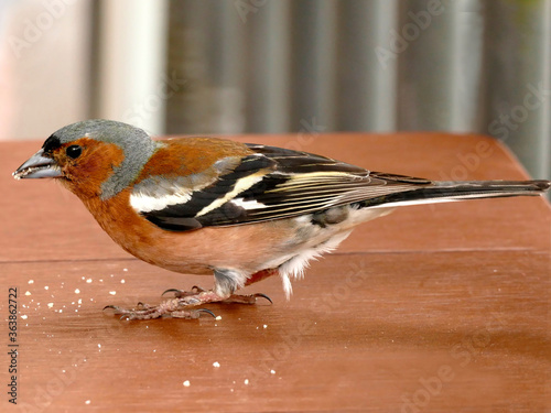 common chaffinch eats bread on a desk