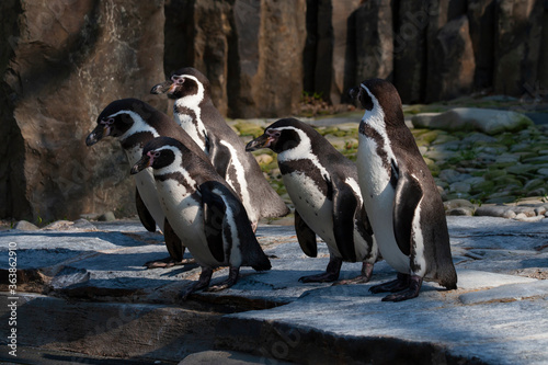  group of wild penguins on a rock