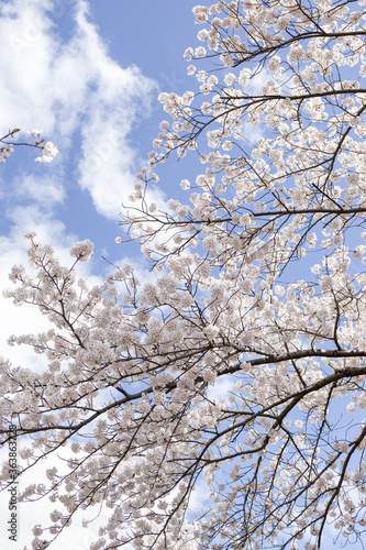 Wallpaper Mural 桜 Torontodigital.ca