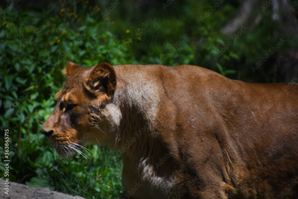 Fototapeta premium Superb big lioness with dangerous airs