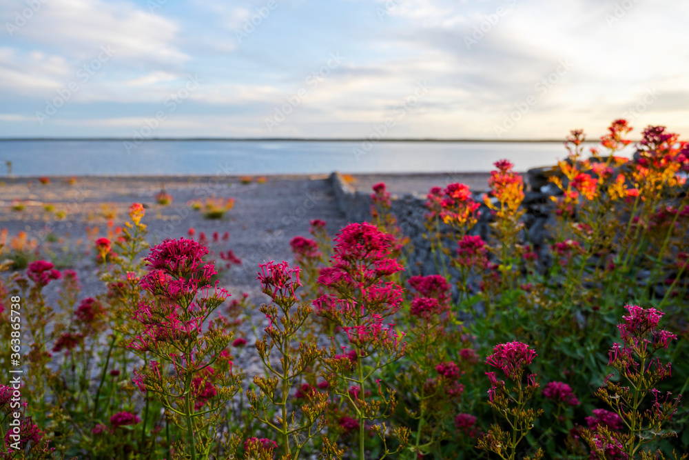 Red summer flowers with stone wall with summer sunset background