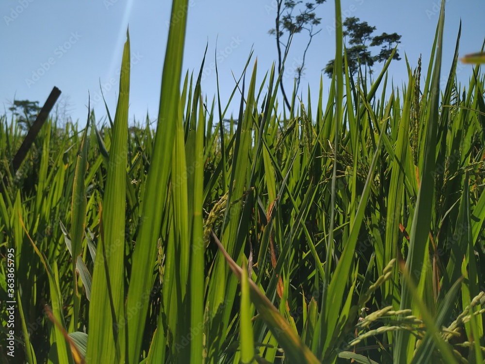 Fototapeta premium The rice crop is still green