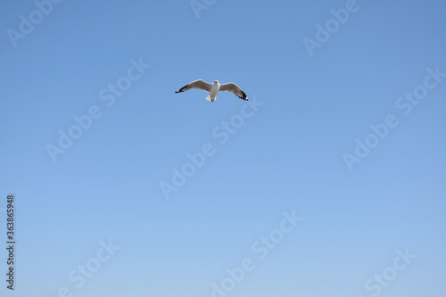 The seagulls on air above the sea water surface view horizon at Bangpu Recreation Center, Samutprakan, Thailand