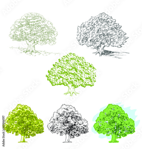 Hand drawn detailed oak trees. Set of drawings in vintage style, isolated vector elements, realistic line art