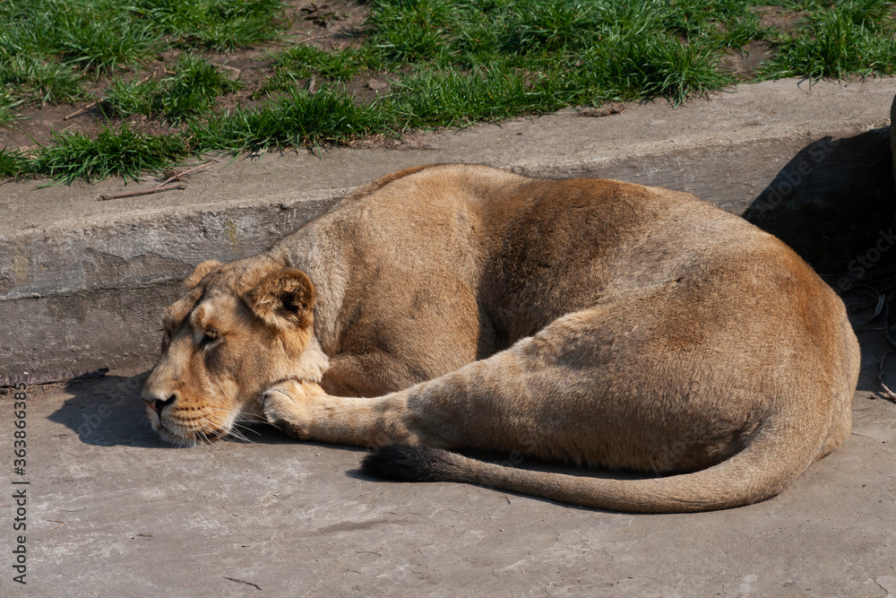 Fototapeta premium wild lioness in the park on the grass during the day