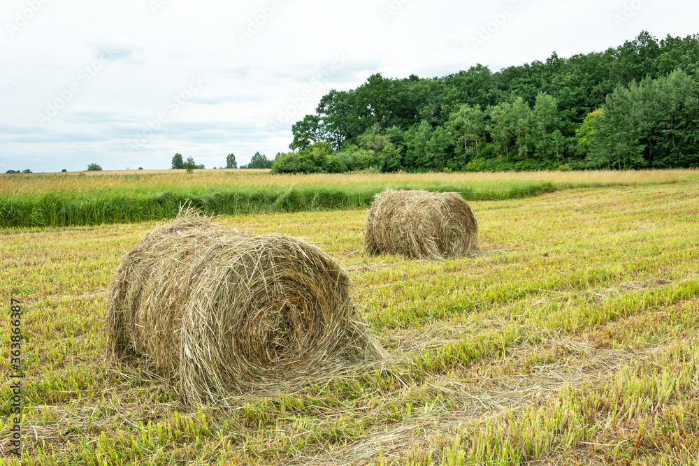 Hay bales in the field, forest and bright sky Hay bales in the field, forest and bright sky