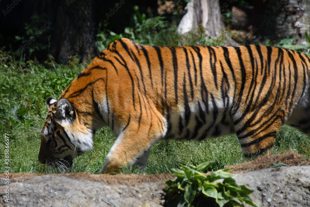 Obraz premium Superb big tigress with dangerous airs