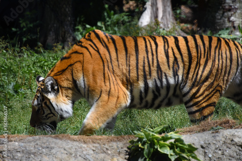 Superb big tigress with dangerous airs