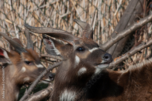  wild deer with horns in nature in the park during the day