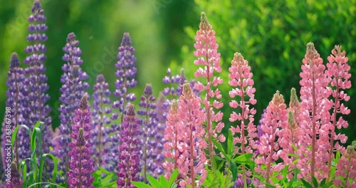 Large lupine flowers swaying in the breeze in the meadow on a sunny day