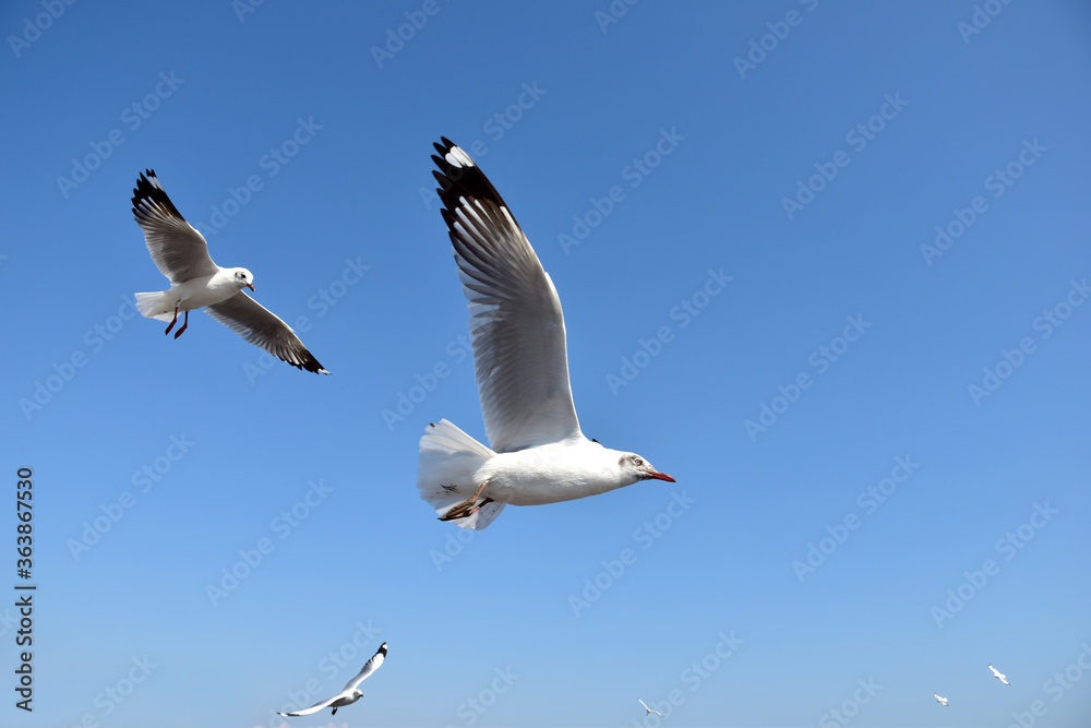 The seagulls on air above the sea water surface view horizon at Bangpu Recreation Center, Samutprakan, Thailand The seagulls on air above the sea water surface view horizon at Bangpu Recreation Center, Samutprakan, Thailand