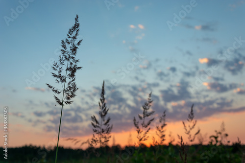 Wild high grass during sunset © darekb22