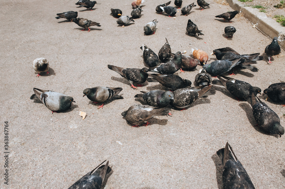 Obraz premium Feeding the hungry birds. Many, a flock of pigeons on the street, on the pavement eats bread and various foods. Photography, concept.