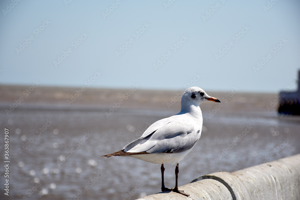 Seagull portrait against sea shore. Close up view of bird seagull sitting on the edge of the bridge at Bangpu Recreation Center, Samut Prakan, Thailand Seagull portrait against sea shore. Close up view of bird seagull sitting on the edge of the bridge at Bangpu Recreation Center, Samut Prakan, Thailand
