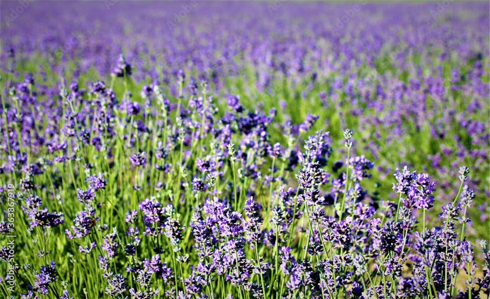 Naklejka premium Lavendelfeld