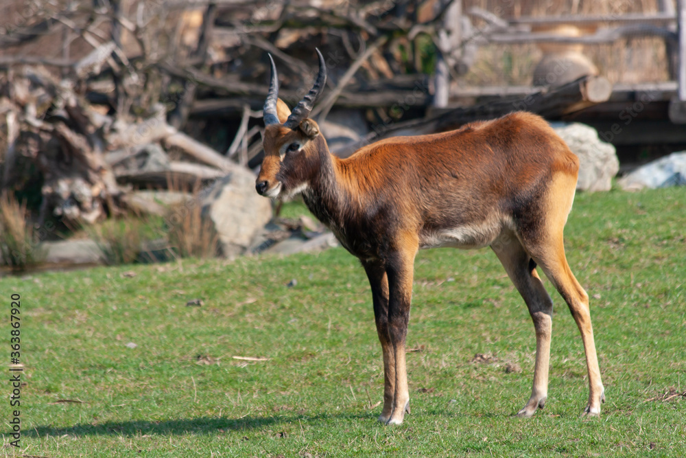 Fototapeta premium wild deer with horns in nature in the park during the day