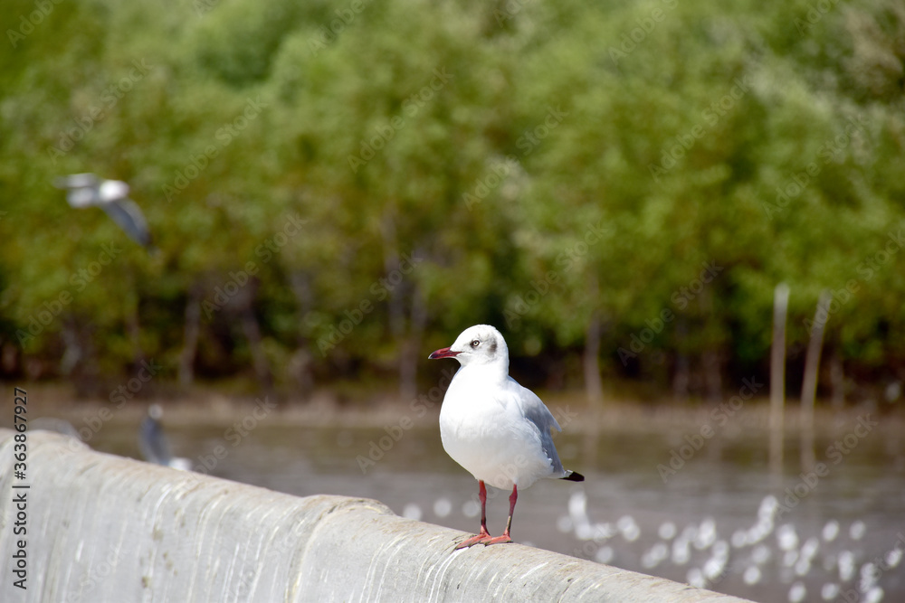 Fototapeta premium Seagull portrait against sea shore. Close up view of bird seagull sitting on the edge of the bridge at Bangpu Recreation Center, Samut Prakan, Thailand