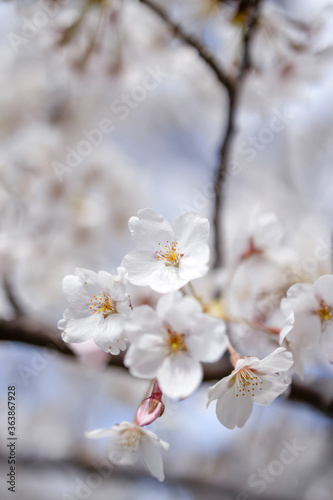 Wallpaper Mural 桜 Torontodigital.ca