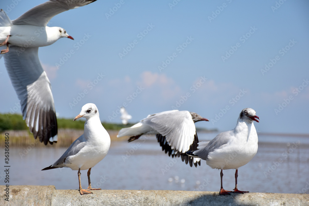 Obraz premium Seagull portrait against sea shore. Close up view of bird seagull sitting on the edge of the bridge at Bangpu Recreation Center, Samut Prakan, Thailand