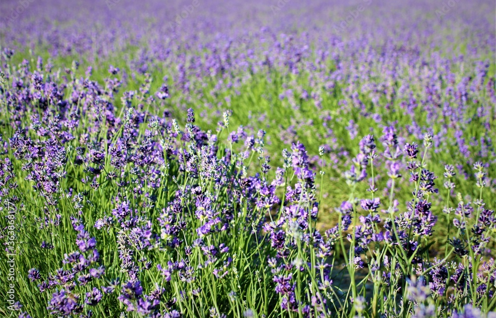 Naklejka premium Lavendelfeld