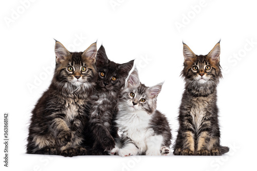 Fototapeta Naklejka Na Ścianę i Meble -  Row of four multi colored Maine Coon cat kittens, sitting beside each other. All looking focussed to camera. Isolated on white background.