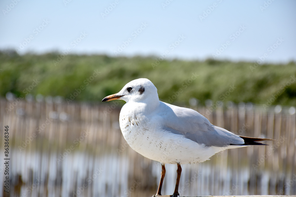 Fototapeta premium Seagull portrait against sea shore. Close up view of bird seagull sitting on the edge of the bridge at Bangpu Recreation Center, Samut Prakan, Thailand