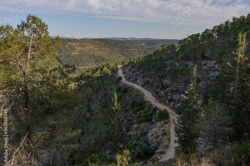 A Forest Path in the Judea Mountains near Jerusalem, Israel