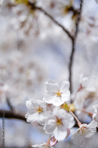 Wallpaper Mural 桜 Torontodigital.ca